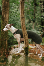Ladda upp bild till gallerivisning, Whippet Ullväst - Långt Lår