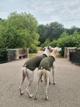 Ladda upp bild till gallerivisning, Two whippets facing away from the camera. They are wearing a whippet vest made of wool. The neck and back is a dark green, and the part under the chest is light beige.