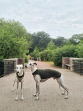 Ladda upp bild till gallerivisning, Two whippets, one standing with his side facing the camera, and the other with his face facing the camera. They are wearing a whippet vest made of wool. The neck and back is a dark green, and the part under the chest is light beige.
